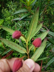 Crinodendron hookerianum