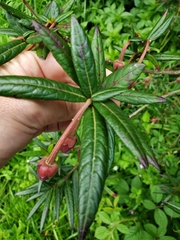 Crinodendron hookerianum