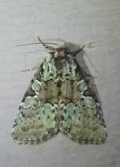 Leuconycta lepidula