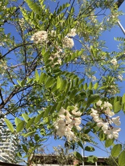Robinia pseudoacacia