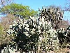 Opuntia quimilo