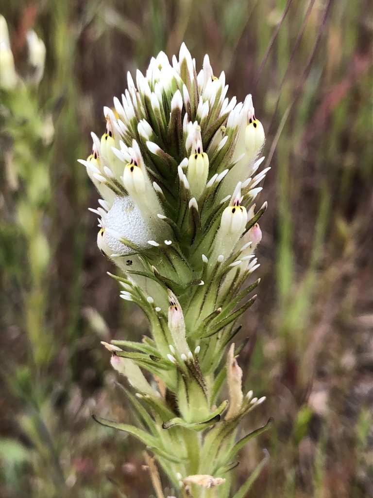 valley tassels from CA255, Arcata, CA, US on May 12, 2022 at 1227 PM by Bobby Valentine