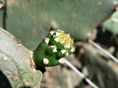 Opuntia quimilo