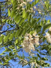Robinia pseudoacacia