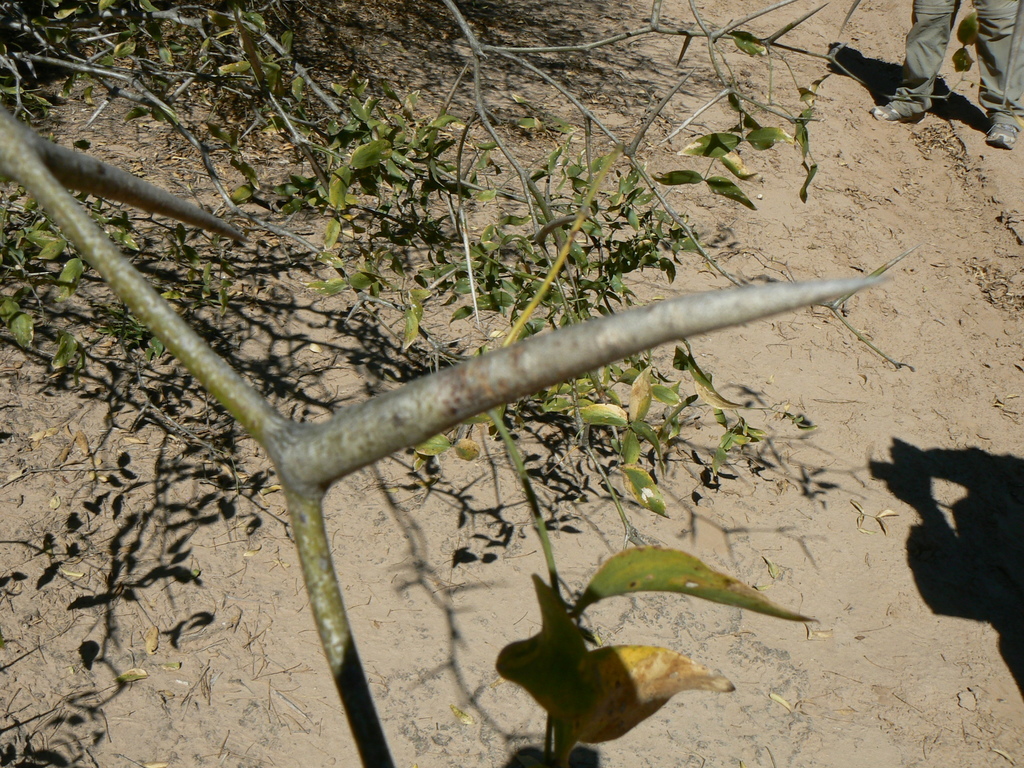 Prosopis ruscifolia Griseb. 3