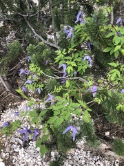 Clematis alpina