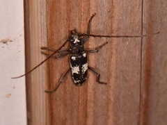 Enaphalodes taeniatus