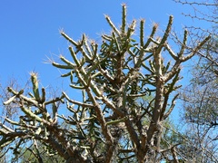 Quiabentia verticillata