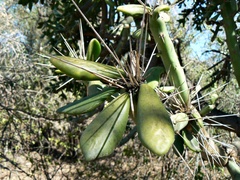 Quiabentia verticillata