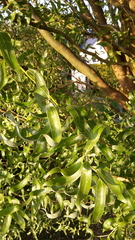 Salix babylonica tortuosa