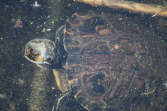 Trachemys scripta