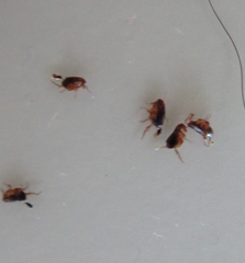 Ctenocephalides canis