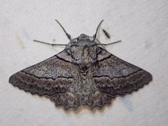 Hypobapta tachyhalotaria