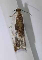 Ancylis nubeculana