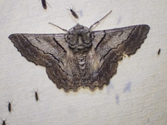 Hypobapta tachyhalotaria