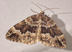 Lampropteryx suffumata