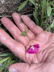 Callirhoe leiocarpa
