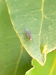 Diptera