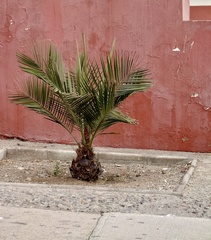 Jubaea chilensis