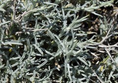 Centaurea spinosa