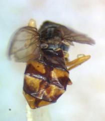 Toxomerus dispar