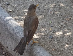 Turdus falcklandii