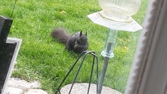 Sciurus carolinensis