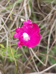 Callirhoe leiocarpa
