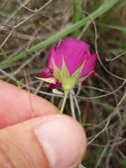 Callirhoe leiocarpa
