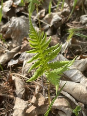 Phegopteris connectilis