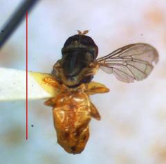 Toxomerus floralis
