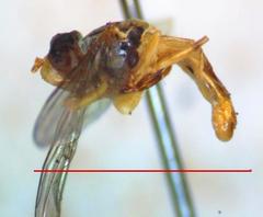 Toxomerus floralis