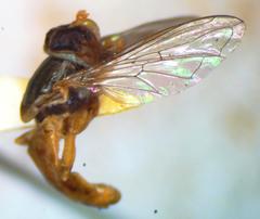 Toxomerus floralis