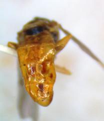 Toxomerus floralis