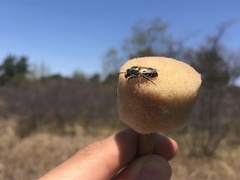 Colletes validus