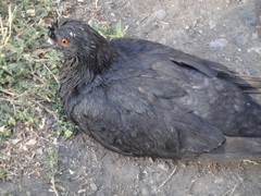 Columba livia domestica