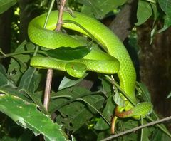 Trimeresurus popeiorum