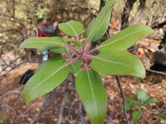 Arbutus tessellata