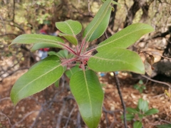 Arbutus tessellata