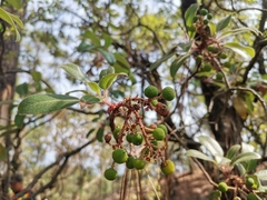 Arbutus tessellata