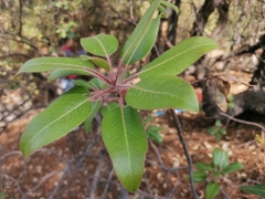 Arbutus tessellata