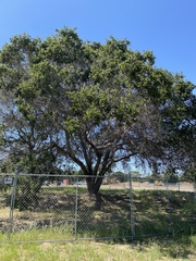 Quercus agrifolia