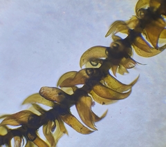 Hygrohypnum luridum