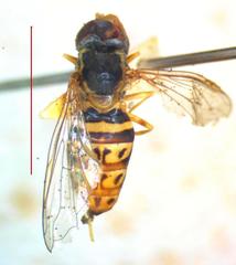 Toxomerus pulchellus