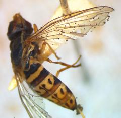 Toxomerus pulchellus