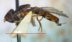 Toxomerus pulchellus