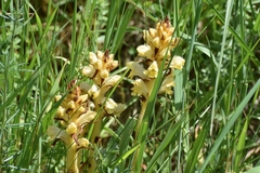 Orobanche caryophyllacea