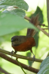 Synallaxis erythrothorax