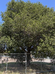 Quercus agrifolia