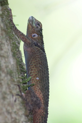 Sceloporus serrifer